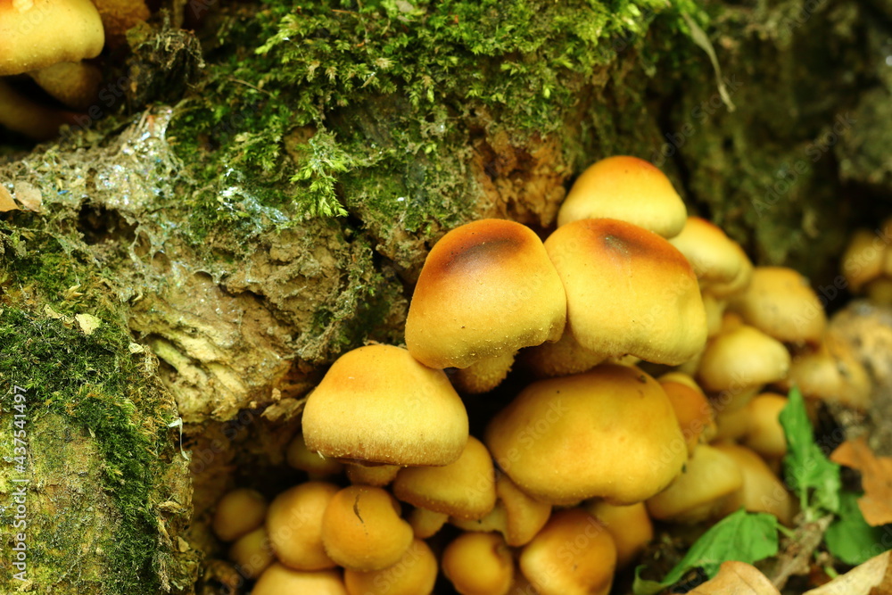 Forest mushrooms, arboreal mushrooms on a spring day. Forest mushrooms, arboreal mushrooms on a spring day.