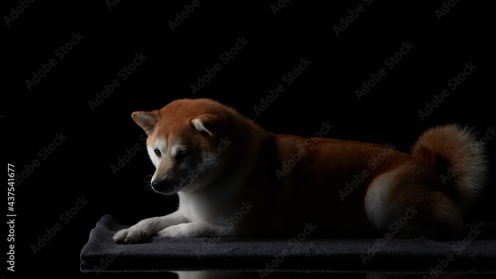 Fototapeta premium Red shiba inu female at background