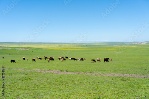 cows in a field