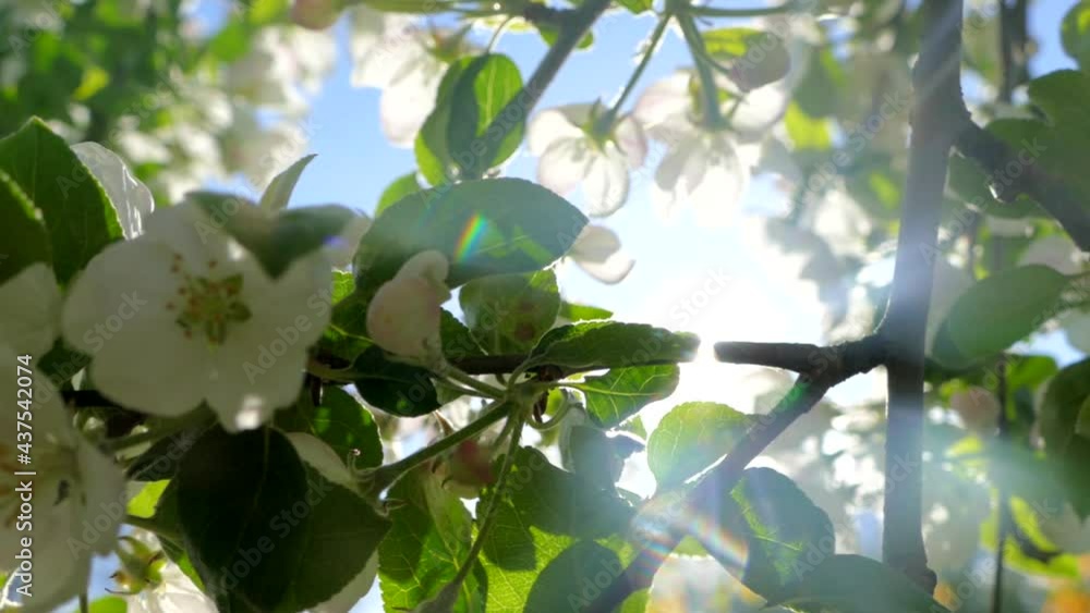 Flowering on the branches of an apple tree. The spring rays of the sun shine through the branches. The fruit tree blooms beautifully and magnificently with white flowers. Flowering on the branches of an apple tree. The spring rays of the sun shine through the branches. The fruit tree blooms beautifully and magnificently with white flowers.