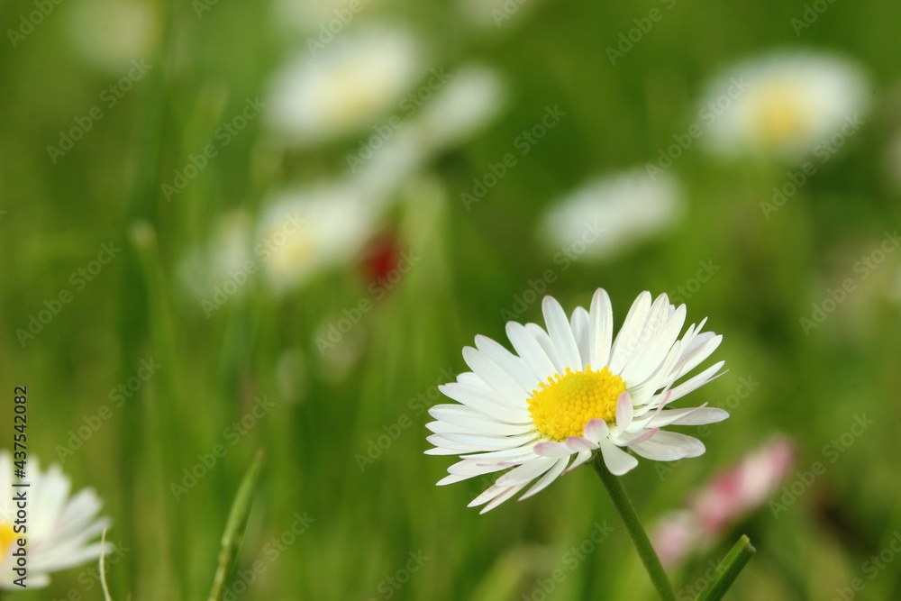 Obraz premium White forest flower as a background. 