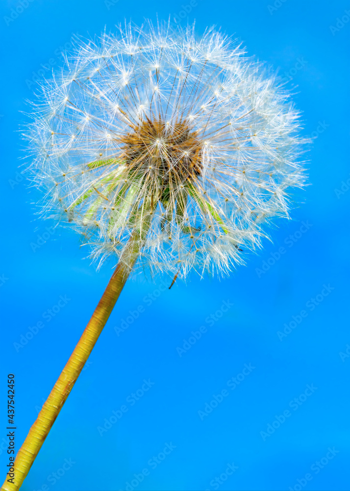 Fototapeta premium close-up image of dandelion head. summer feeling. space for text