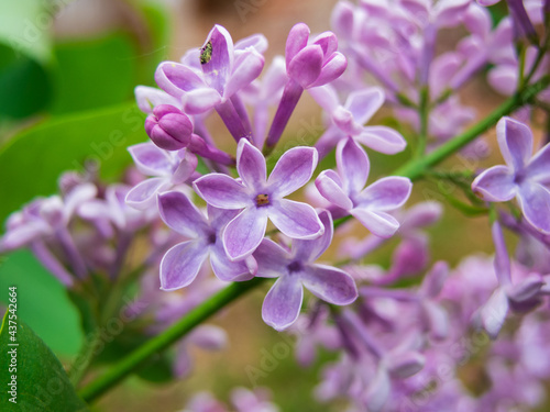 Photo of a lilac branch with a flower of five petals. Close up syringa branch