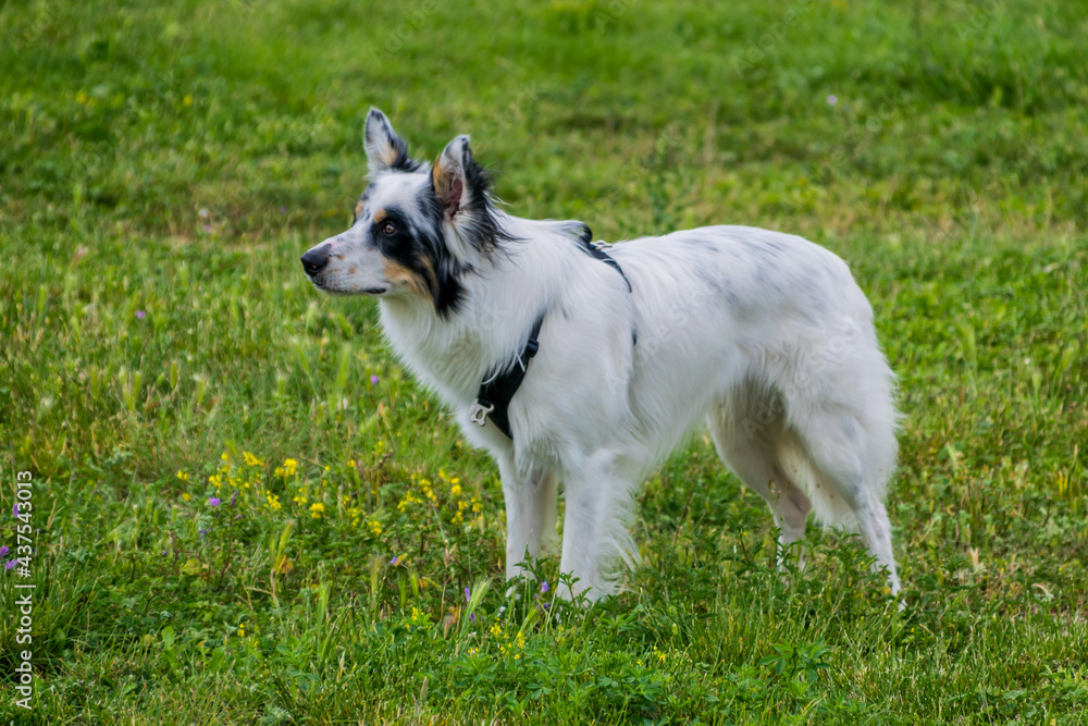 Chien de race Border Collie blanc et noir. Chien de race Border Collie blanc et noir.