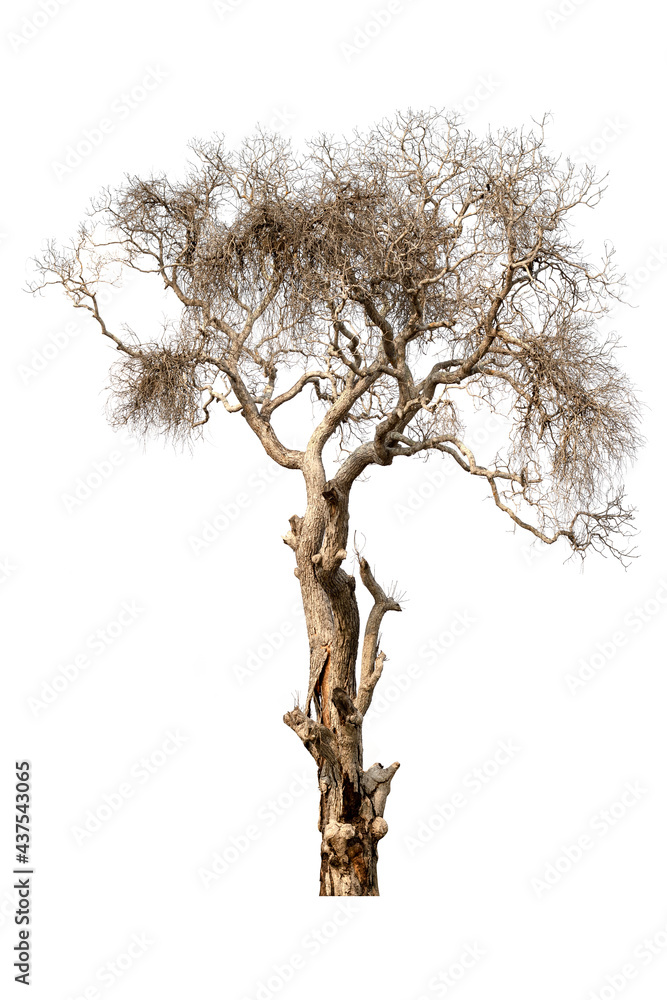 Fototapeta premium dry tree, dead tree isolated on a white background