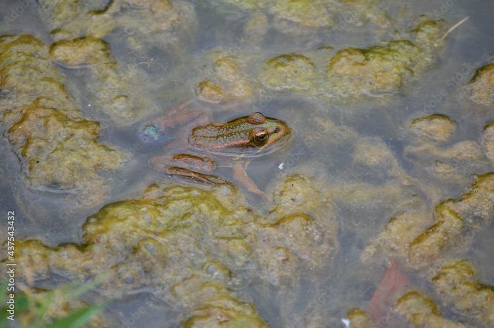 Obraz premium Frog on lotus