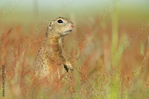 European ground squirrel (Spermophilus citellus), with beautiful green coloured background. Amazing endangered mammal with yellow hair in the steppe. Wildlife scene from nature, Czech Republic © Simon Vasut