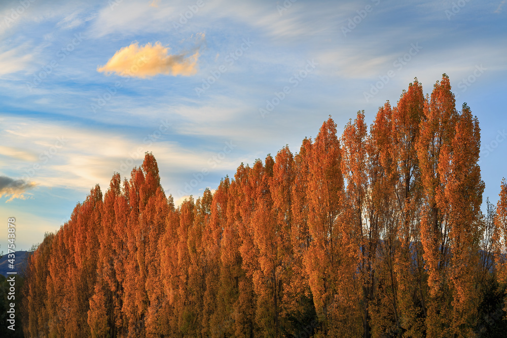 Fototapeta premium Rows of poplar trees with bright autumn foliage, lit up by the rays of the setting sun. Otago region, South Island, New Zealand