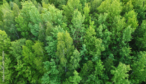 Top view of green evening forest with trees