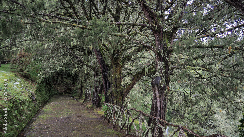 Madeira is a Portuguese island with great nature and hiking trails. Madeira is a Portuguese island with great nature and hiking trails.