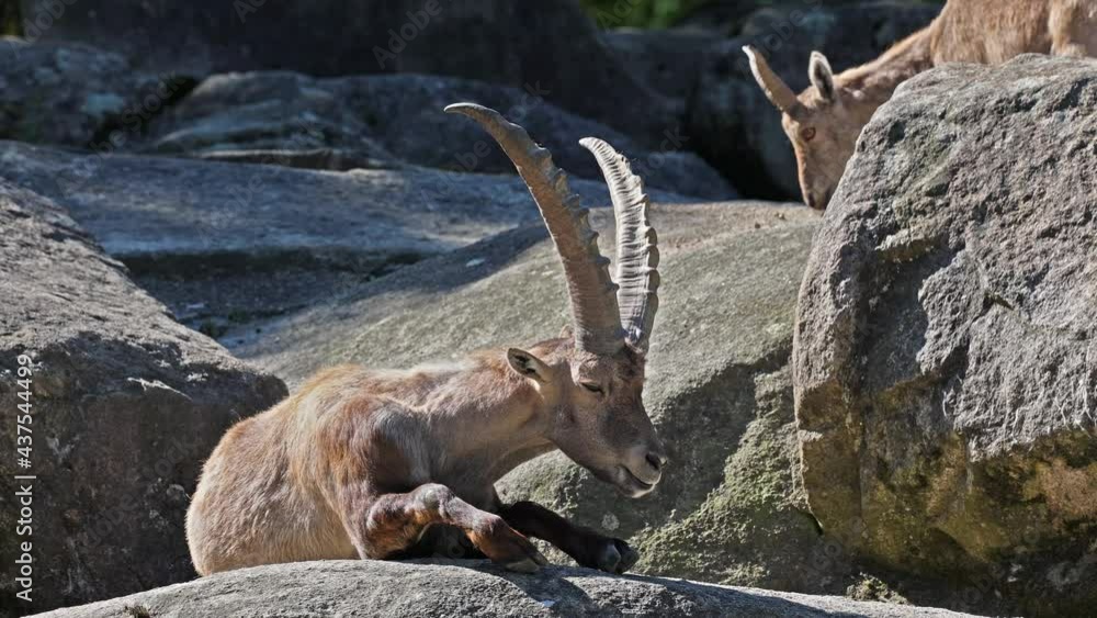 Male mountain ibex or capra ibex on a rock in a german park Male mountain ibex or capra ibex on a rock in a german park