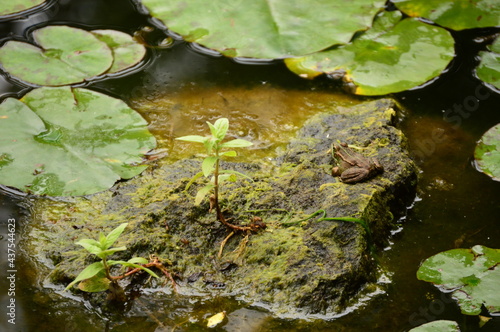 Frog on waterlily