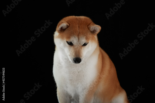 Wallpaper Mural Red shiba inu female at background Torontodigital.ca