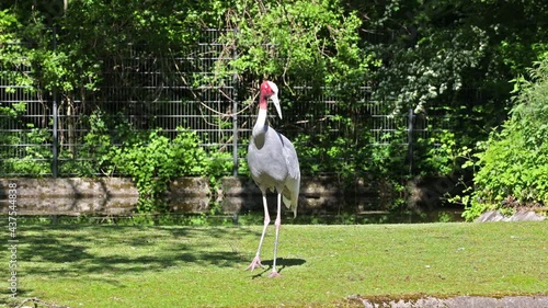 The Sarus crane, Grus antigone is a large non-migratory crane found in parts of the Indian Subcontinent, Southeast Asia and Australia.  photo