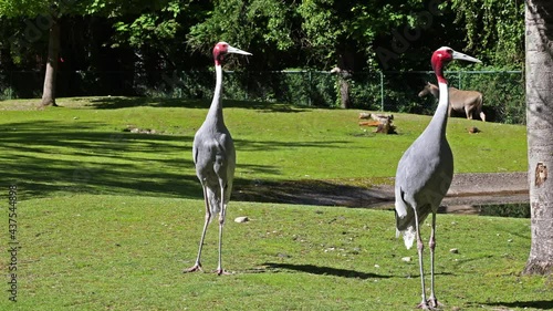 The Sarus crane, Grus antigone is a large non-migratory crane found in parts of the Indian Subcontinent, Southeast Asia and Australia.  photo