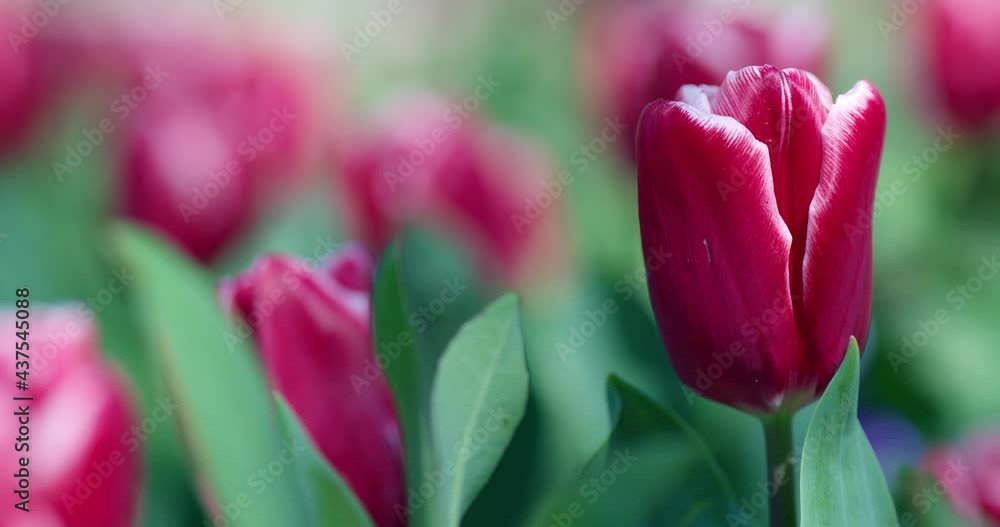 Colorful tulips blooming in the garden Colorful tulips blooming in the garden