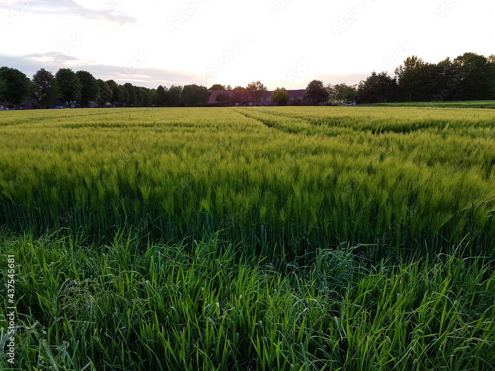 Fototapeta premium Wiese Feld