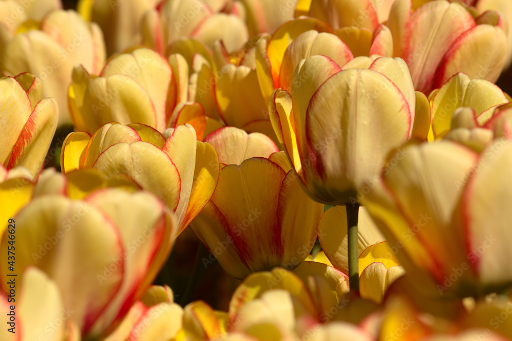 Naklejka premium tulipany