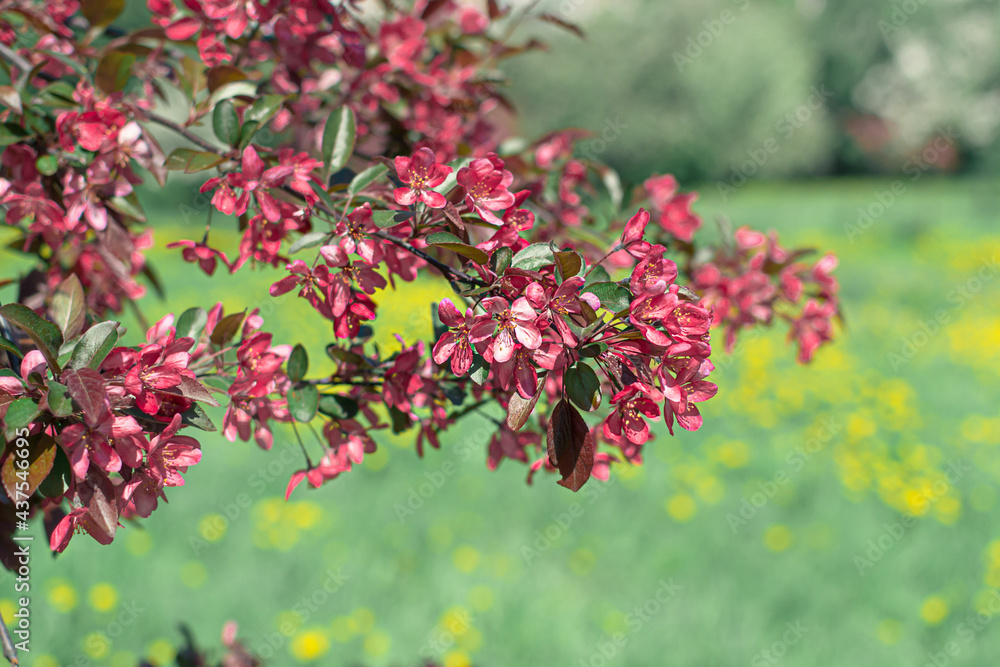 A branch of spring blooming apple tree with bright pink red flowers blooms in the park against a background of light grass, close-up