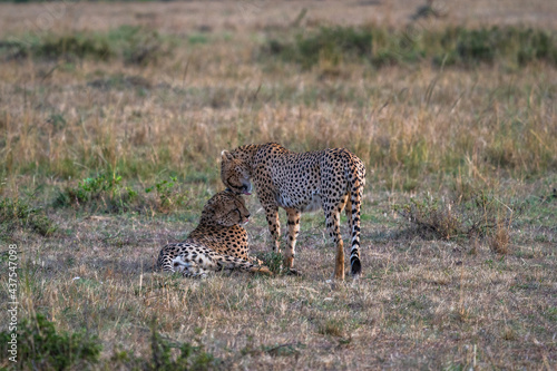 The love of Mazai Mara