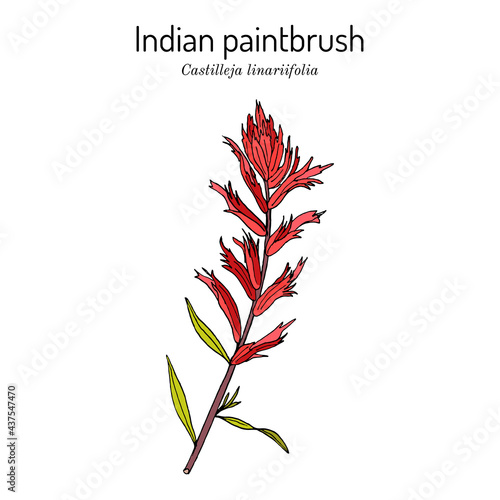 Indian Paintbrush Castilleja linariaefolia , Official State Flower of Wyoming