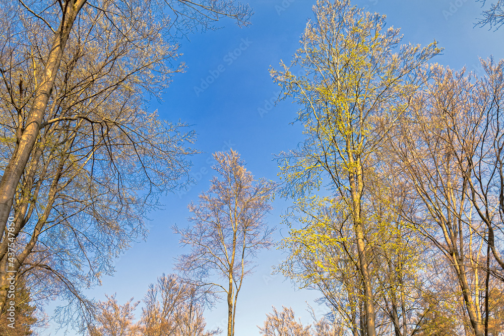 The beginning of spring - deciduous buds on trees. The beginning of spring - deciduous buds on trees.