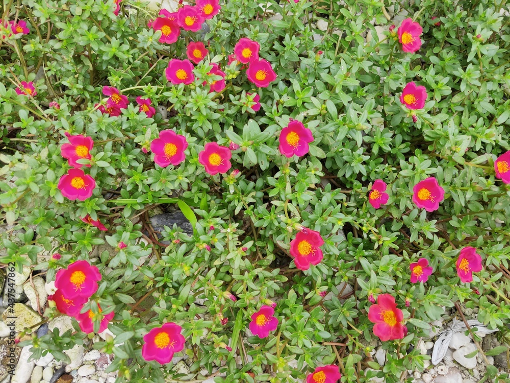 Portulaca grandiflora (Portulaca, Moss Rose, Sun plant, Sun Rose) ; A colorful blossom, petals stacked overlapping in layers which variable and multi-colored. Perfect for Flower Background