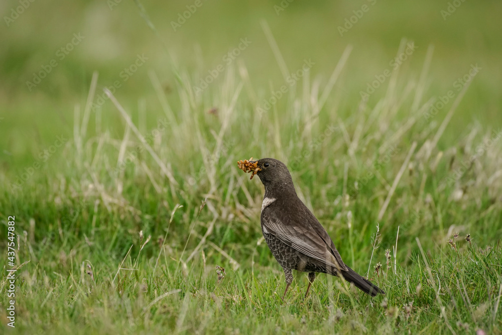 Ring ouzel, Turdus torquatus Ring ouzel, Turdus torquatus