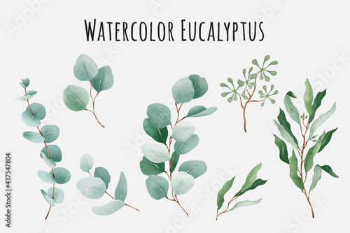 Watercolor eucalyptus leaves collection