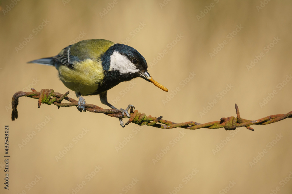 Obraz premium Great tit, Parus major