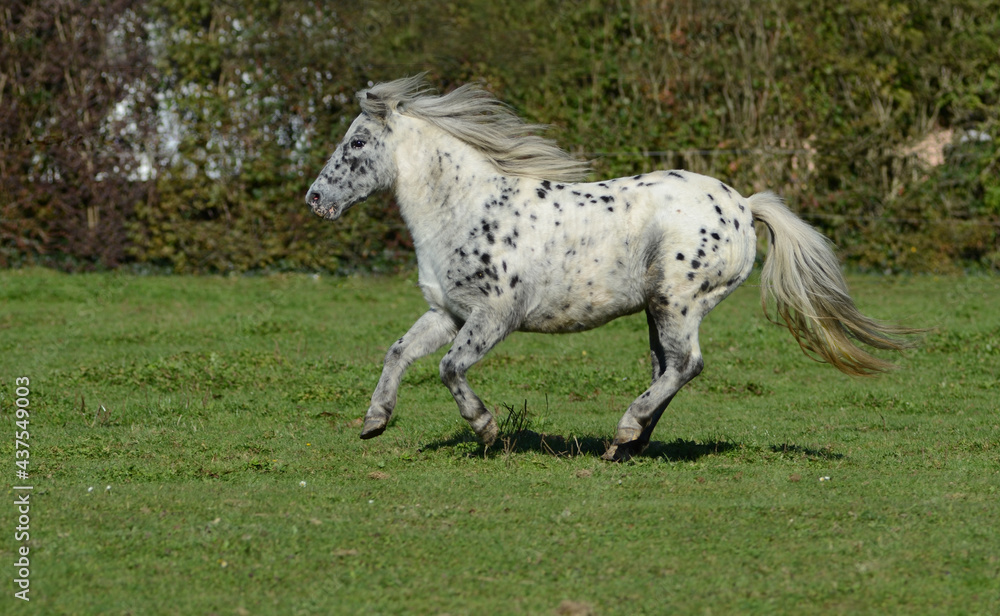 Appaloosa Pony Appaloosa Pony
