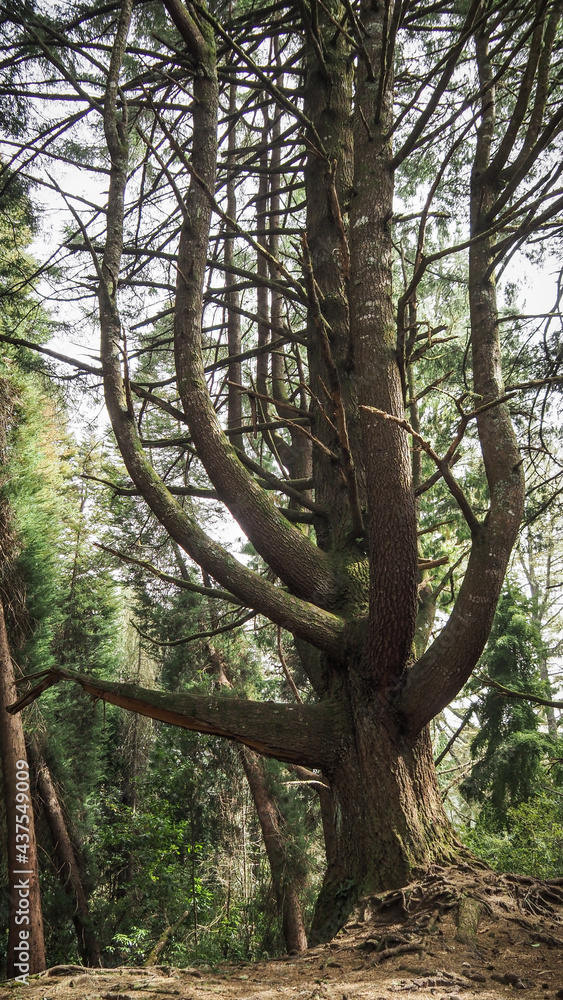 Madeira is a Portuguese island with magnificent nature and hiking trails.