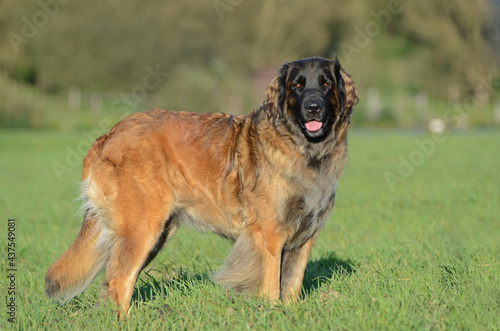 Leonberger