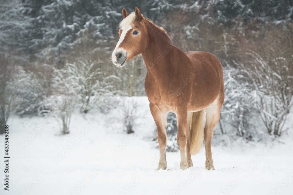 Fototapeta premium Haflinger im Schnee