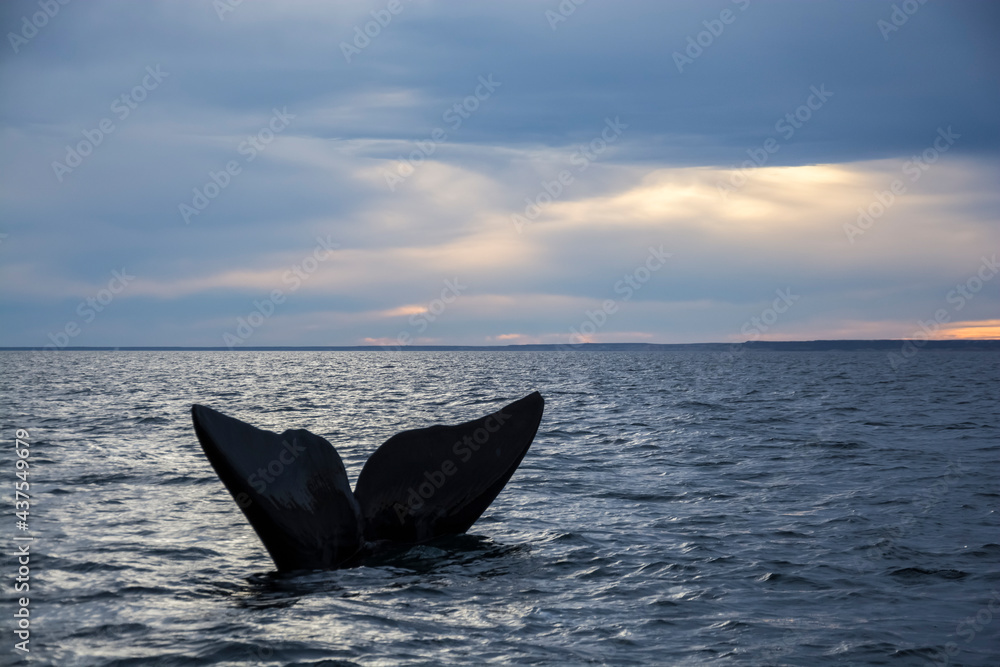 Fototapeta premium Southern Right whale tail, Puerto Madryn, Patagonia, Argentina
