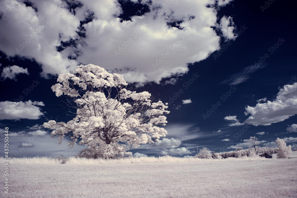 infrared photography - ir photo of landscape with tree under sky with clouds - the art of our world and plants in the infrared camera spectrum infrared photography - ir photo of landscape with tree under sky with clouds - the art of our world and plants in the infrared camera spectrum
