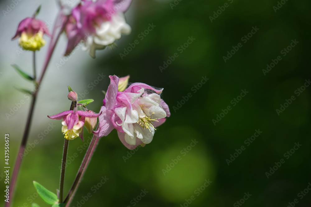 Rosa und weiss gefärbte Blüten in Nahaufnahme Rosa und weiss gefärbte Blüten in Nahaufnahme