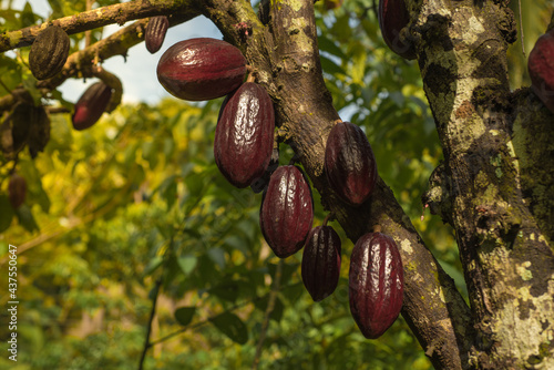 Chocolate tree ( Theobroma cacao ) with fruits. Red ready to harvest cacao pod, close up. Fruit plantation in the Philippines.