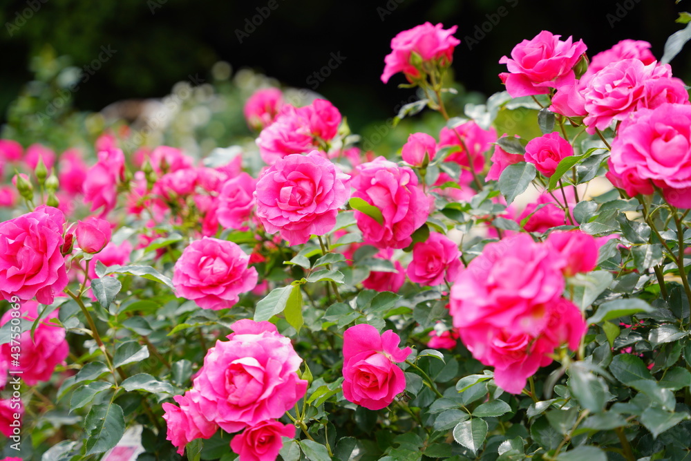 日本の植物園に咲くピンク色のバラ