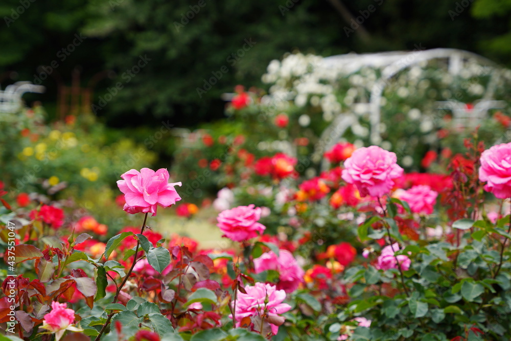 日本の植物園に咲くピンク色のバラ