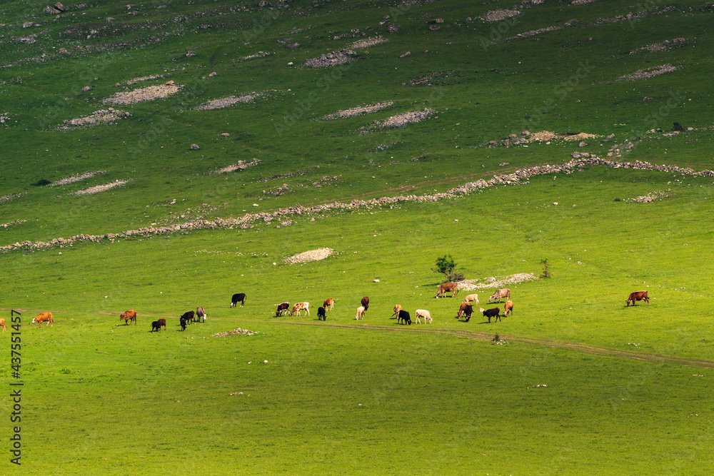 Cows graze in a high mountain green meadow