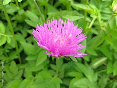 flower isolated on green background