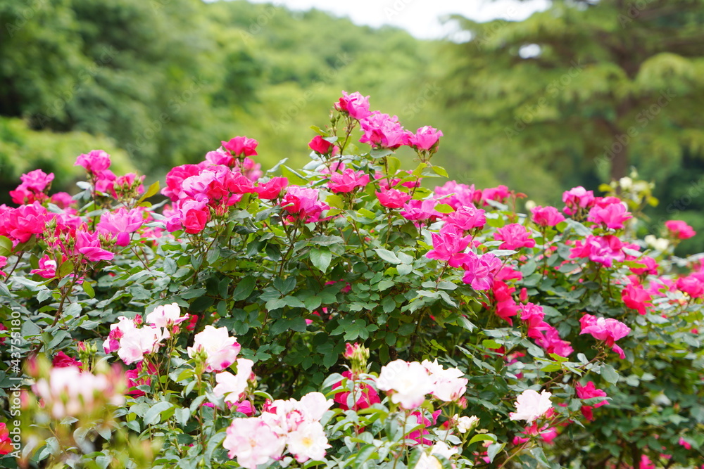 日本の植物園に咲くピンク色のバラ