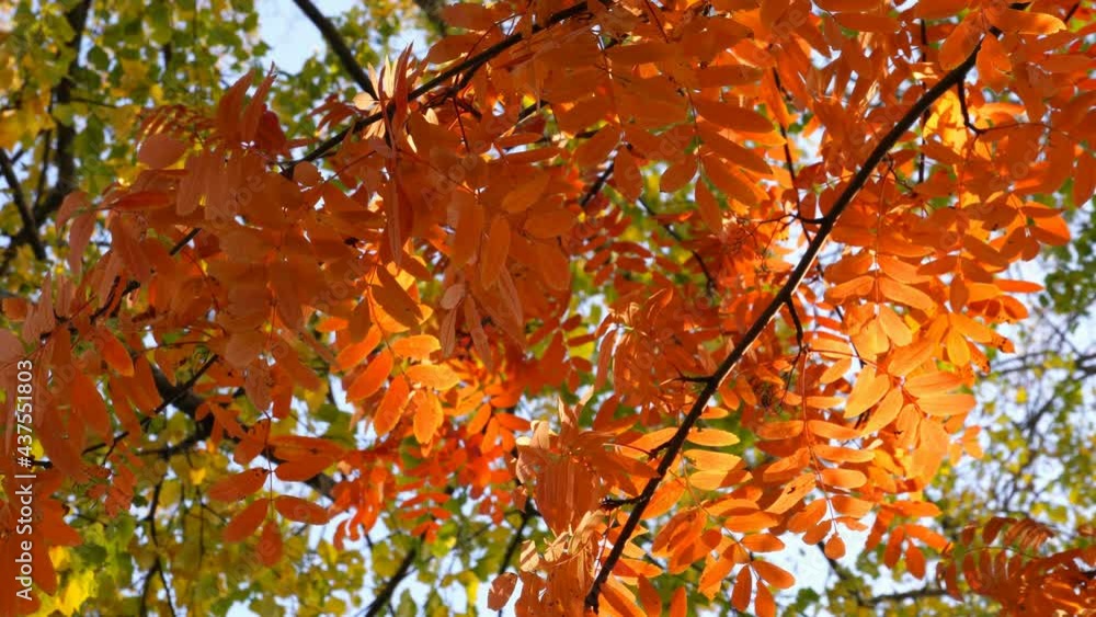 Autumn leaves nature background. Leaves swing on a tree in an autumn Park. Autumn colorful Park. Beautiful natural bokeh, sunlight and glare.Selective focus at leaves. Wide aperture. Bottom view. Autumn leaves nature background. Leaves swing on a tree in an autumn Park. Autumn colorful Park. Beautiful natural bokeh, sunlight and glare.Selective focus at leaves. Wide aperture. Bottom view.