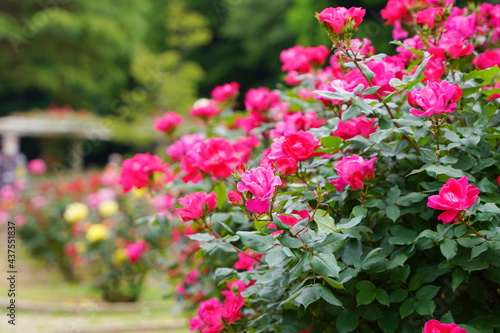 Fototapeta Naklejka Na Ścianę i Meble -  日本の植物園に咲くピンク色のバラ