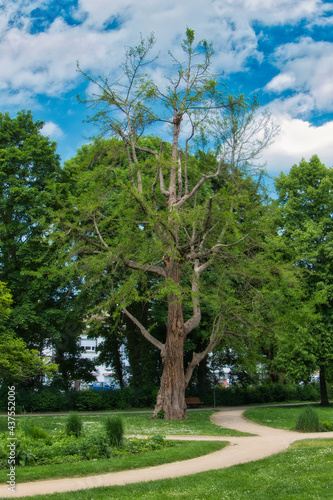 Ein majest  tischer  d  nn belaubter Baum in einem Park  mit B  umen und blauem Himmel im Hintergrund