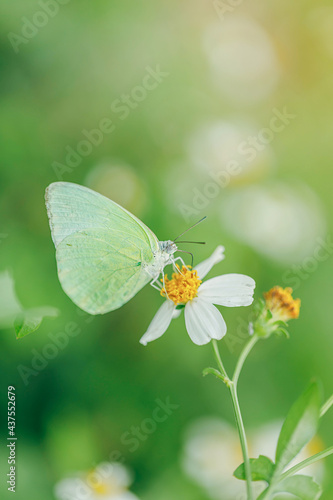Close Up green butterfly on nature flower © AungMyo