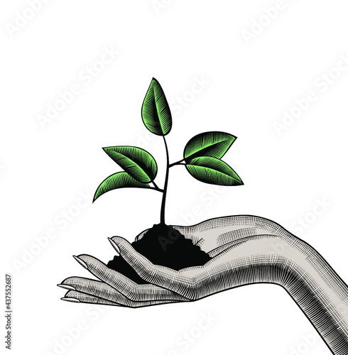 Female hand holding a handful of soil with a growing young shoot or sprout. Vintage engraving stylized drawing. Vector illustration