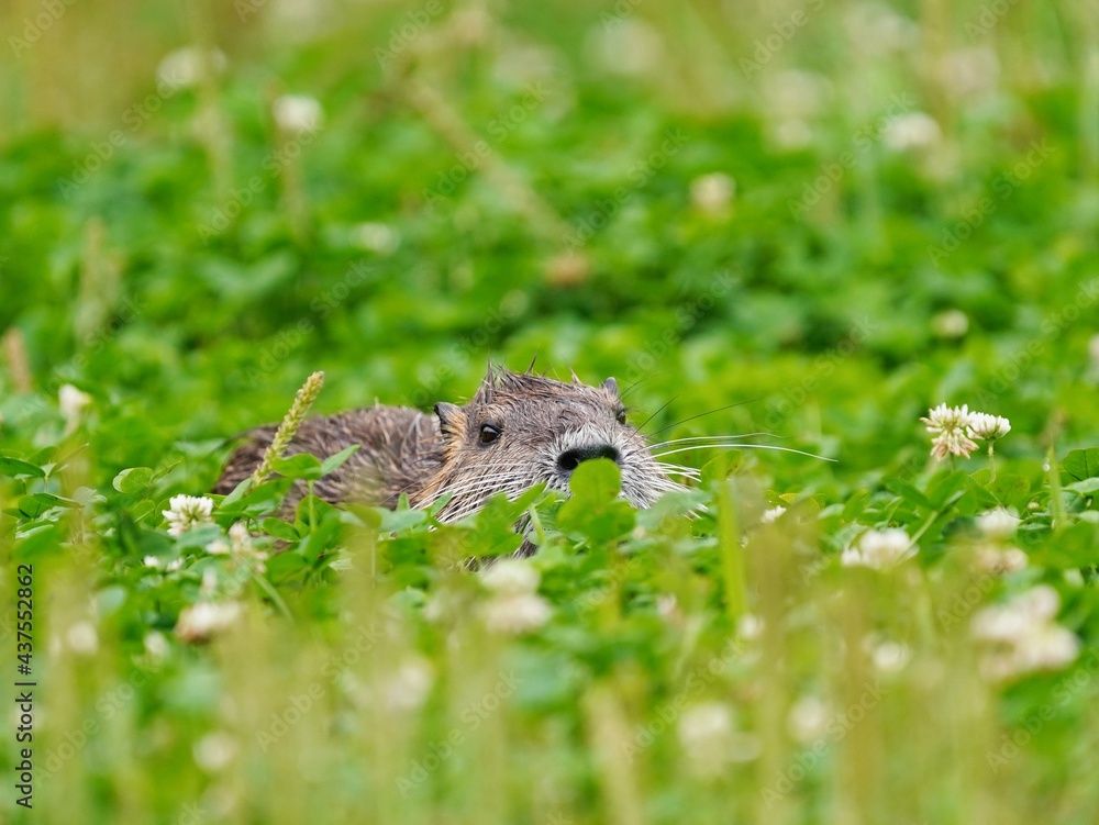 Fototapeta premium 公園の草の中から覗くヌートリア