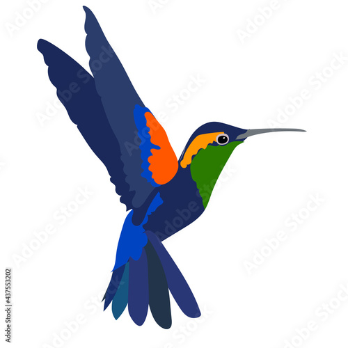 Small tropical hummingbird with long thin beak and bright blue feathers on white background. Wildlife theme. Flat vector Illustration of flying colibri © Taola